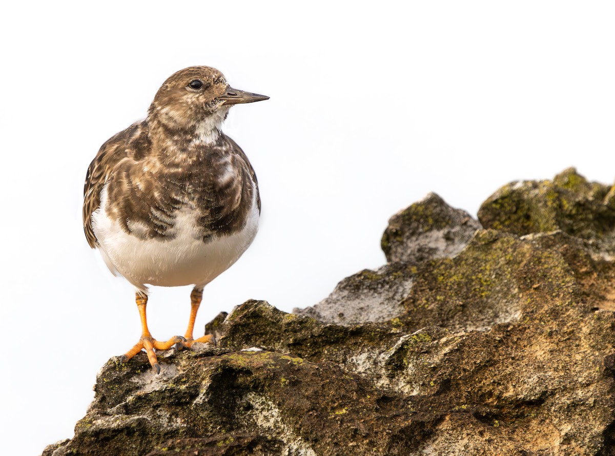 Vuelvepiedras Común - ML646849530