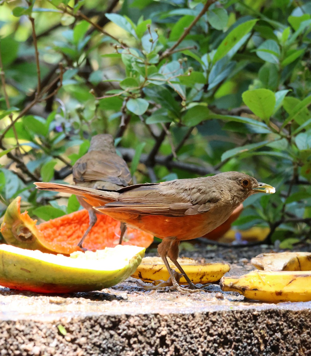 Rufous-bellied Thrush - ML646849532