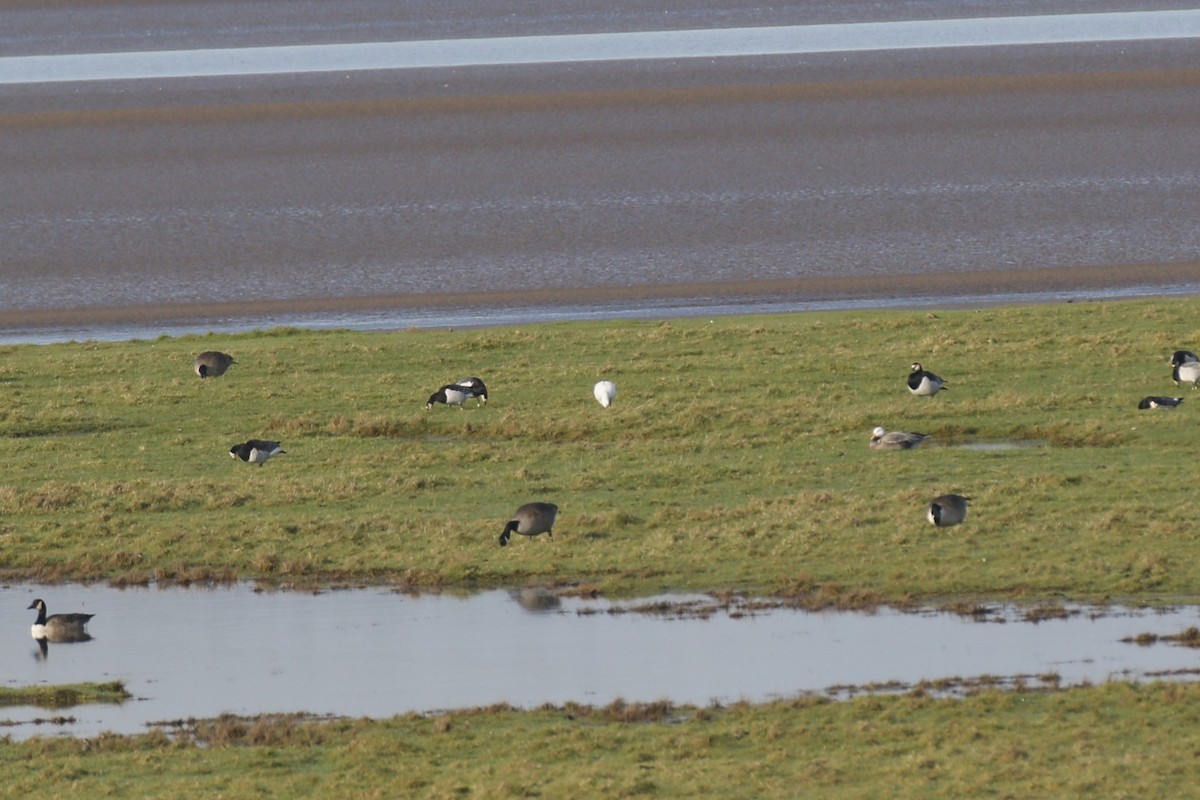 Branta musuzuria - ML646849533