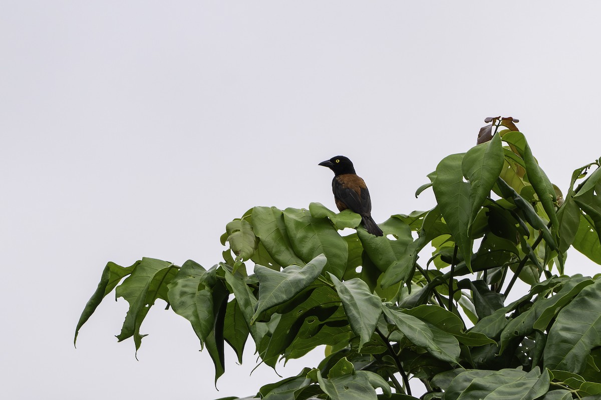Chestnut-and-black Weaver - ML646849536