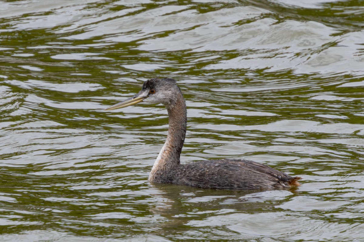 potápka velká - ML646849538