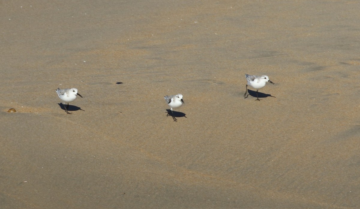 sandløper - ML646849539