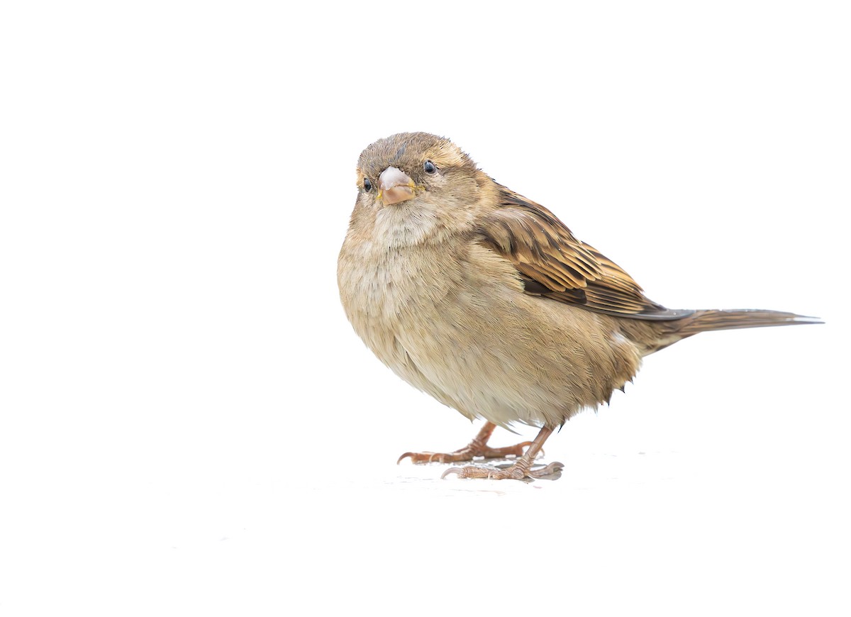 Gorrión Común - ML646849542