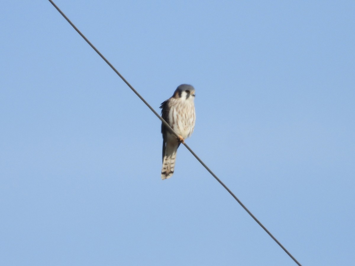 American Kestrel - ML646849543