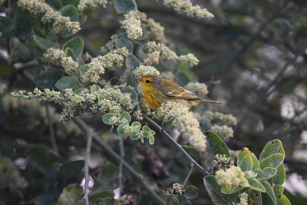 Paruline des mangroves (aureola) - ML646849546