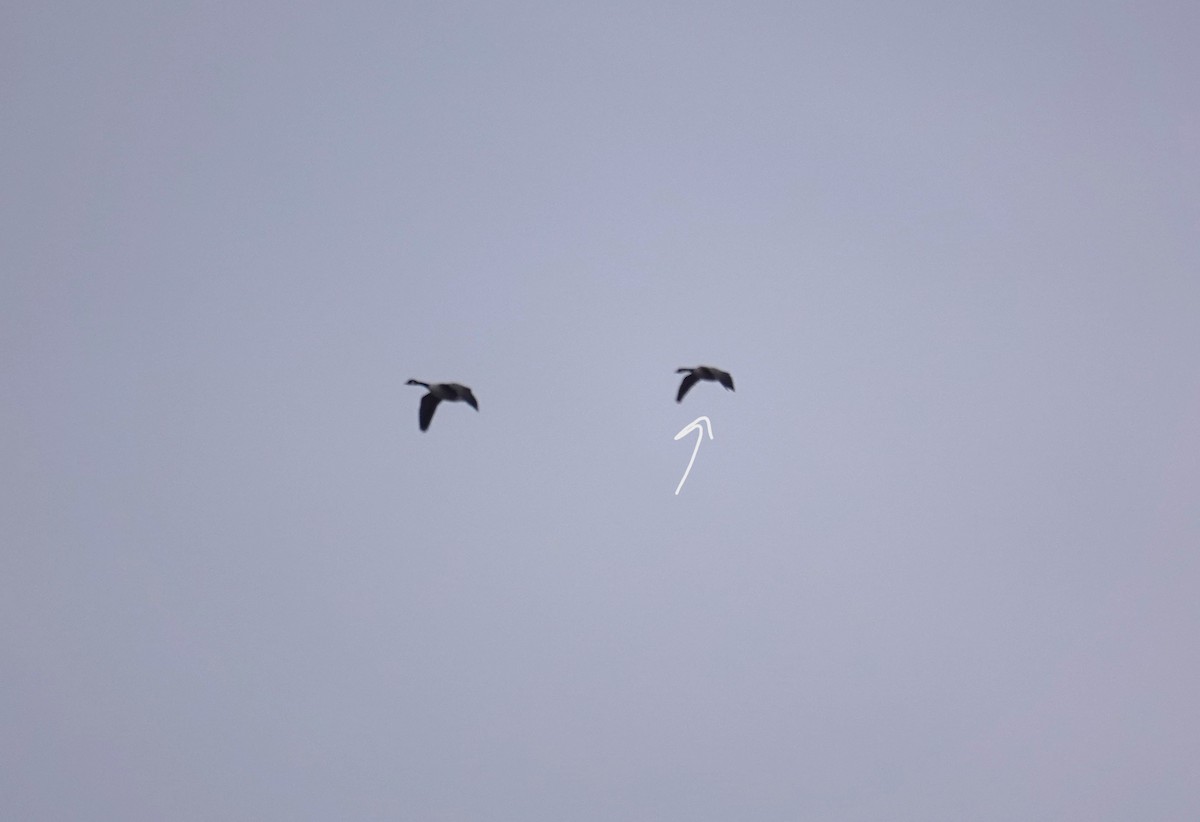 Branta kanadar txikia - ML646849548