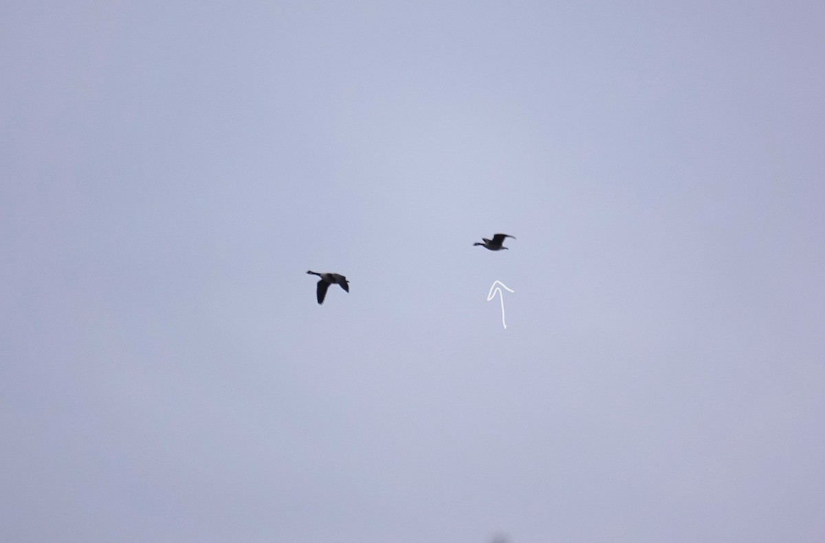 Branta kanadar txikia - ML646849549