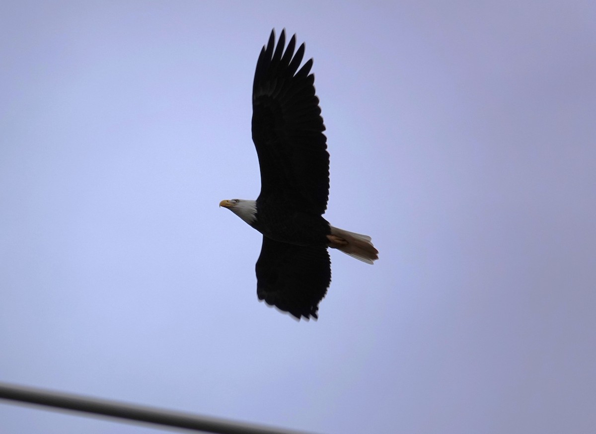 עיטם לבן-ראש - ML646849558