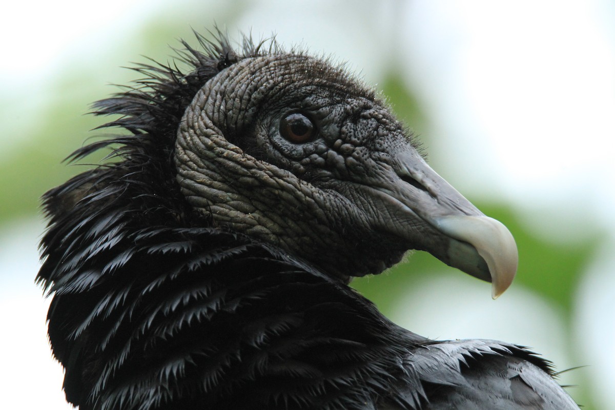 Катарта чорна - ML646849559