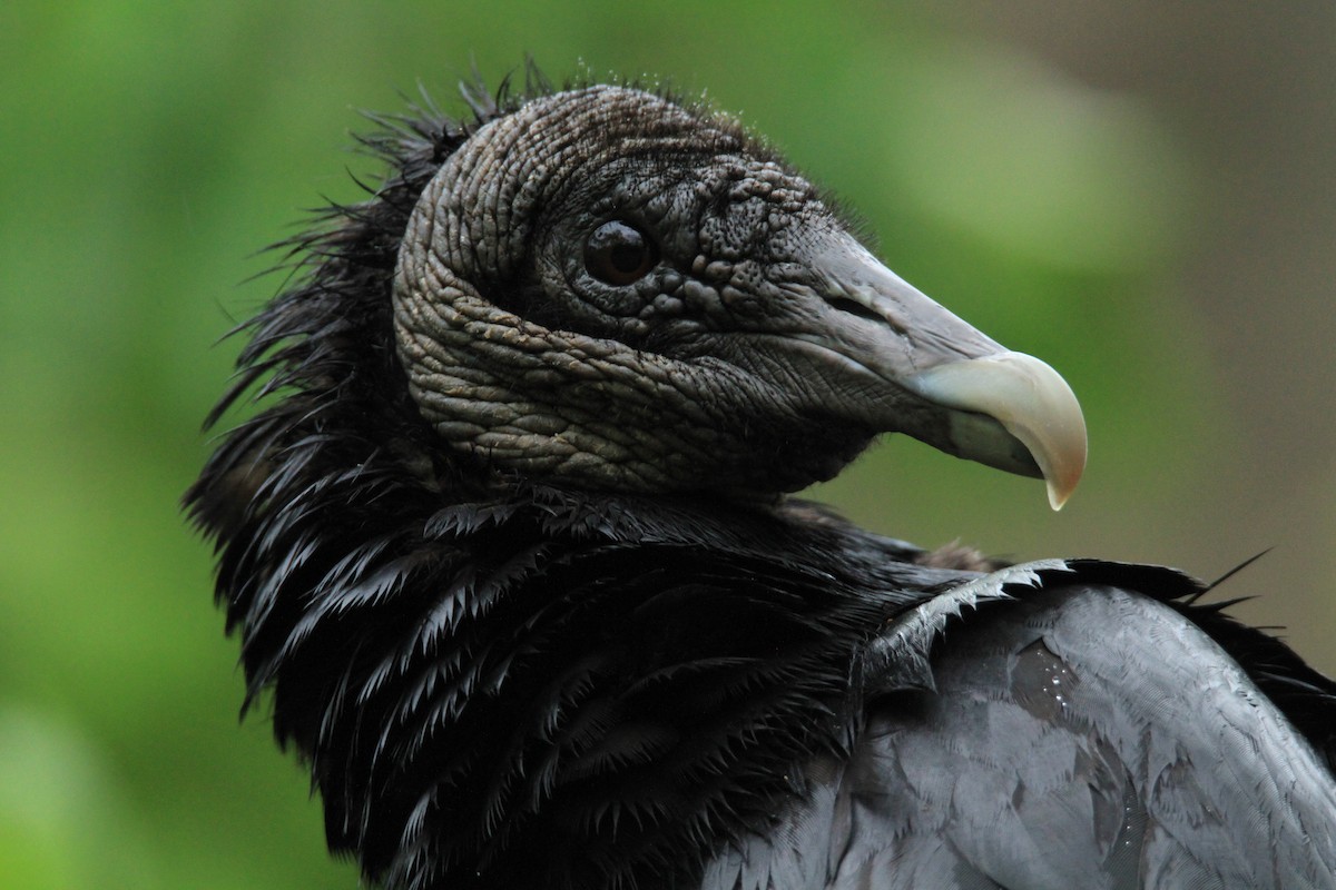 Катарта чорна - ML646849560