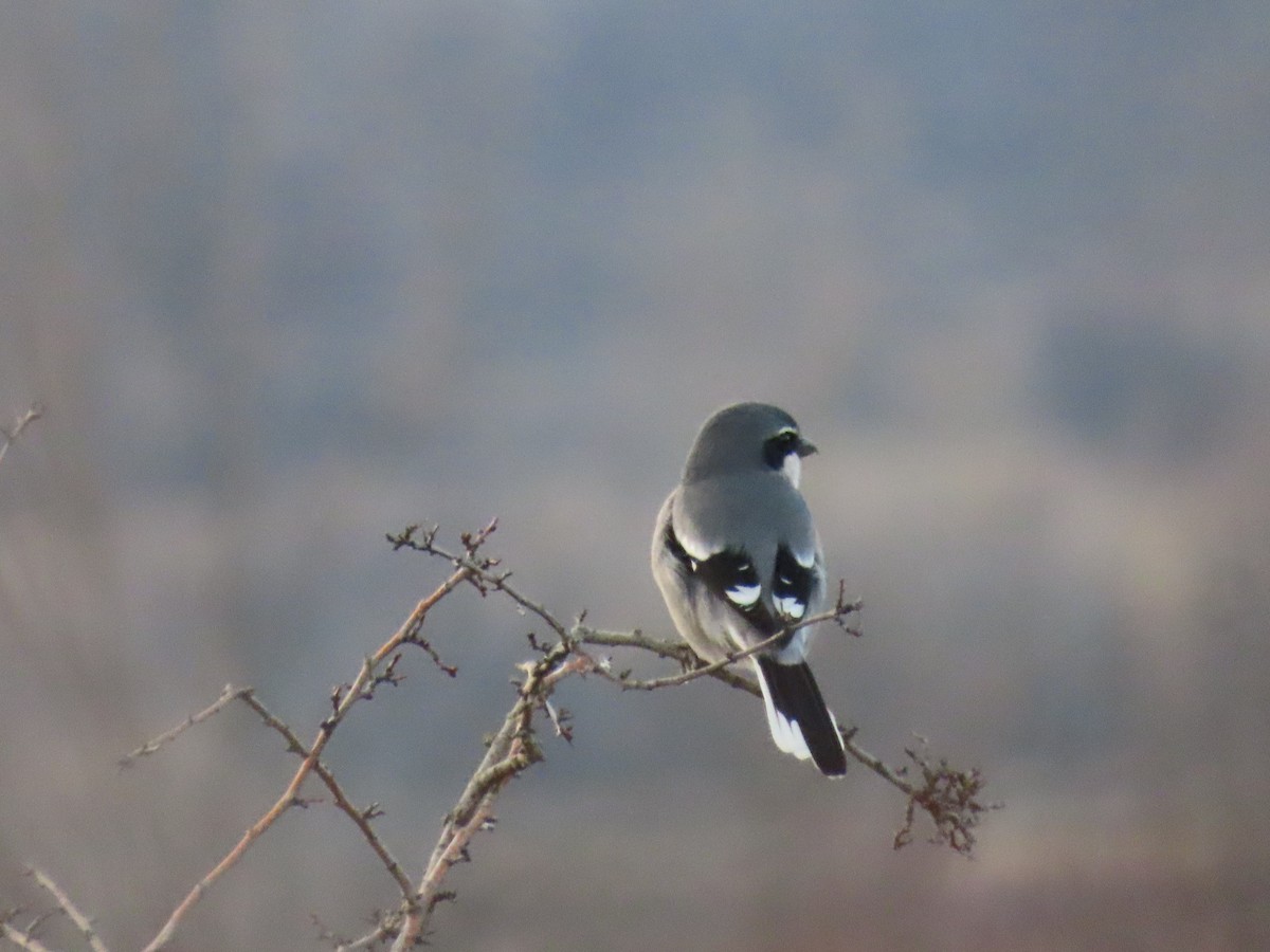 Iberian Gray Shrike - ML646849561
