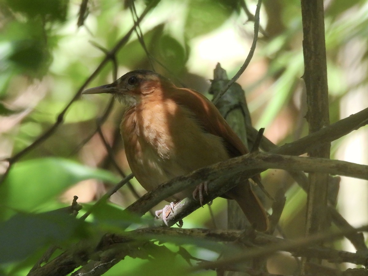 Caribbean Hornero - ML646849564