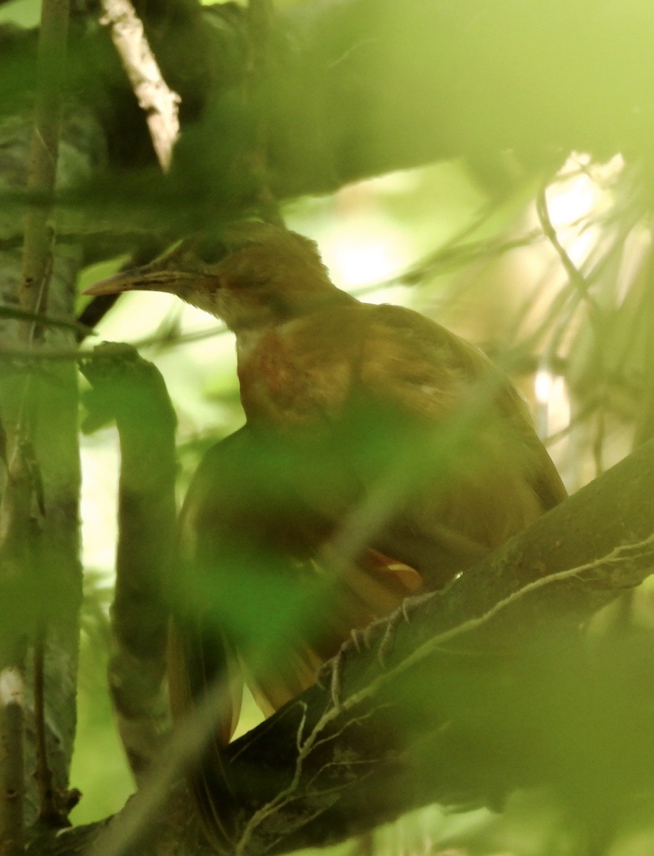 Caribbean Hornero - ML646849565