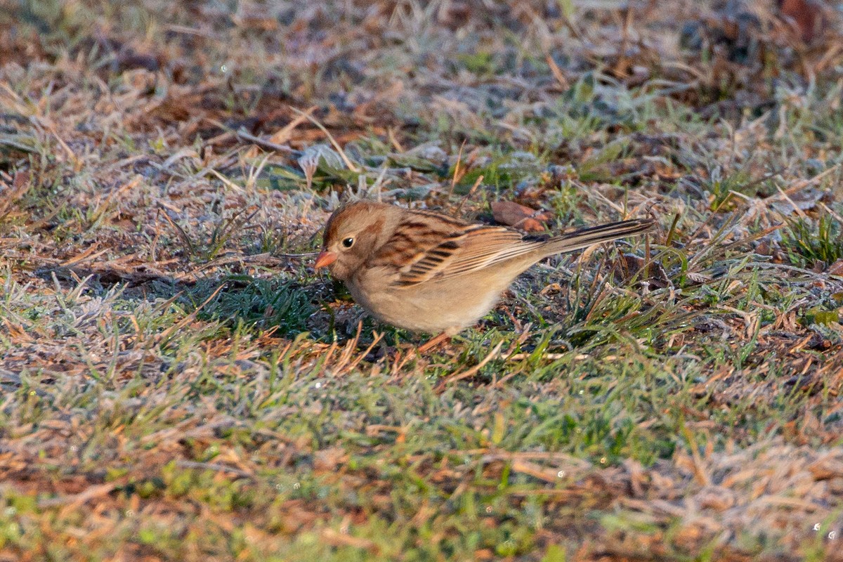 Klapperammer - ML646849567