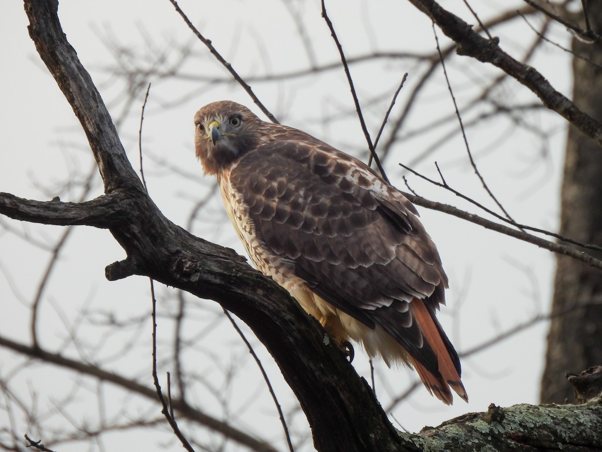 Red-tailed Hawk - ML646849568