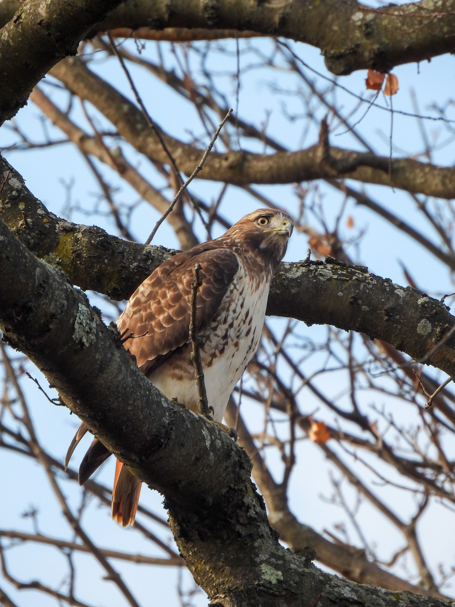 Red-tailed Hawk - ML646849569