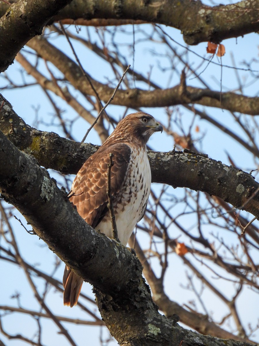 Red-tailed Hawk - ML646849570