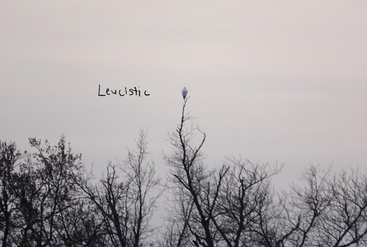 Red-tailed Hawk - ML646849572