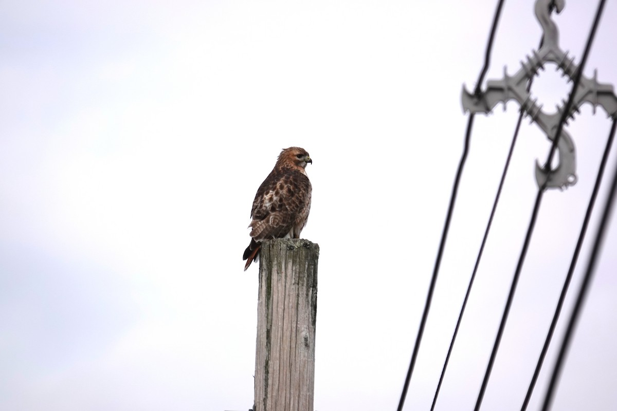 Red-tailed Hawk - ML646849573