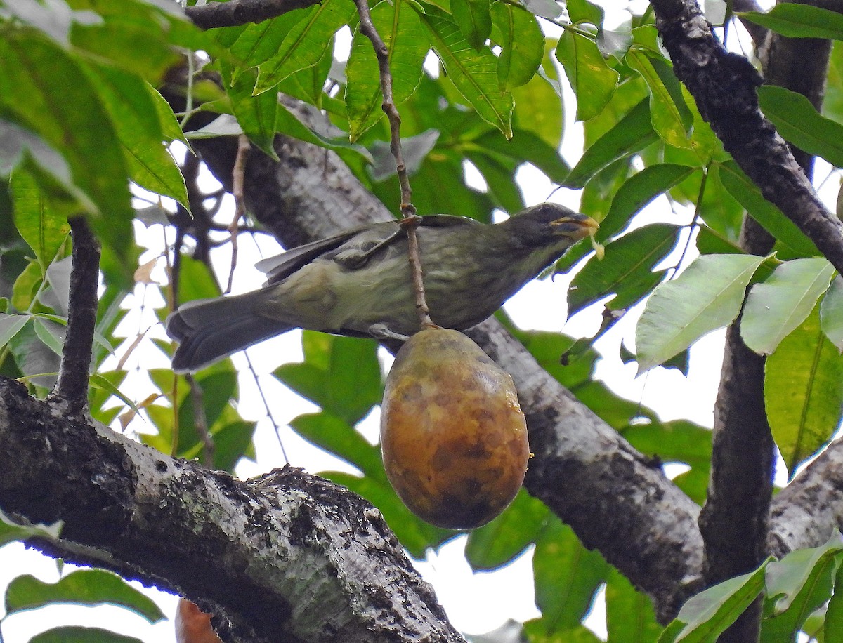 Lesser Antillean Saltator - ML646849574