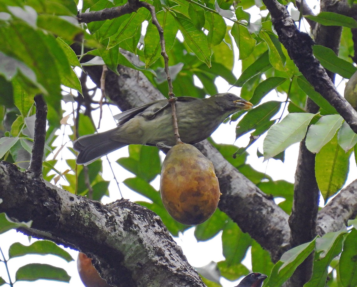 Lesser Antillean Saltator - ML646849575