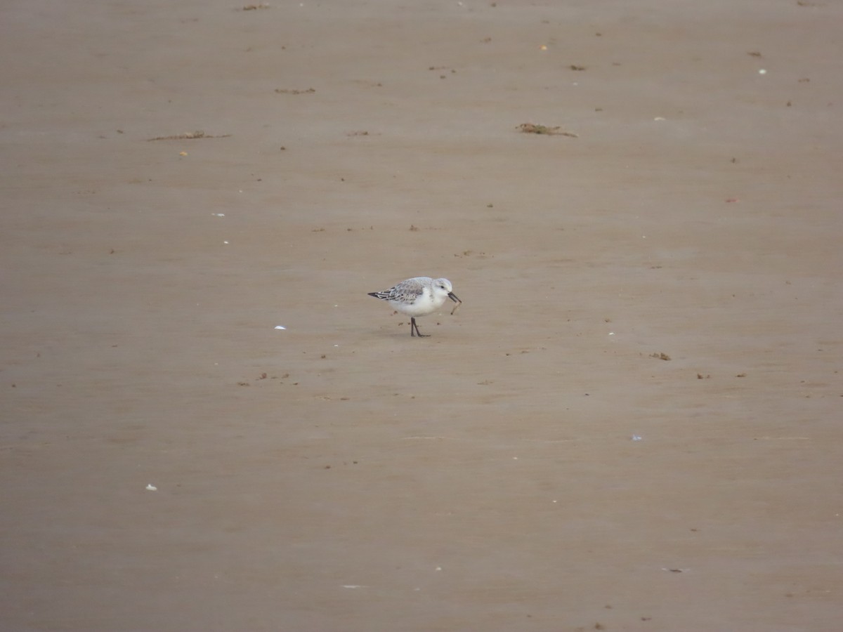 三趾濱鷸 - ML646849576