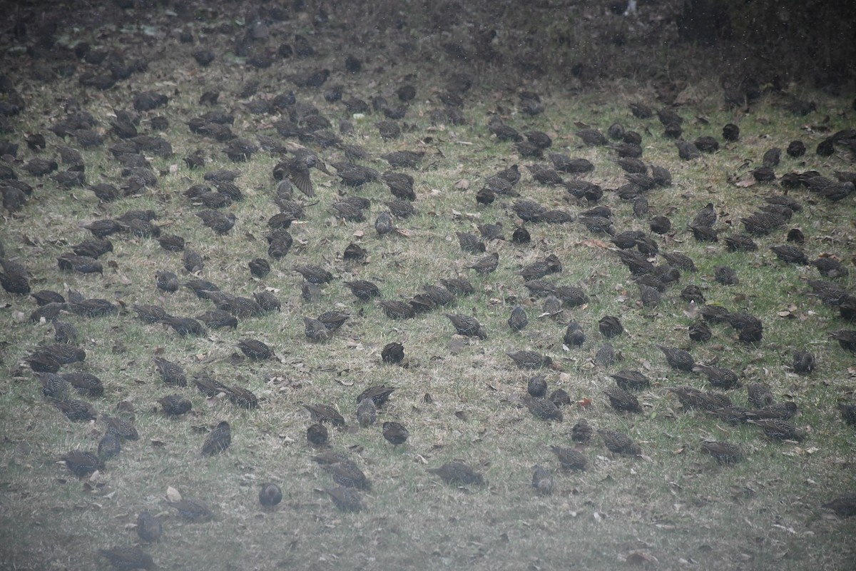 European Starling - ML646849577