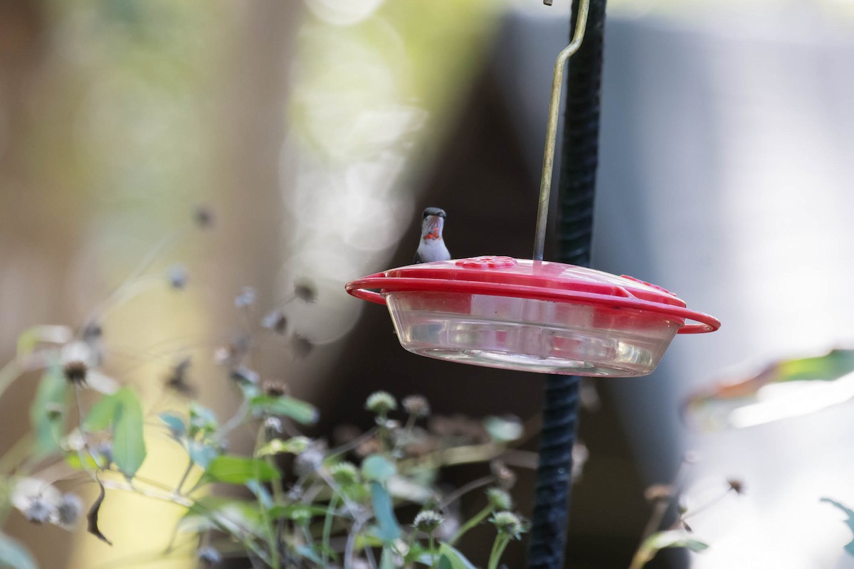 Ruby-throated Hummingbird - ML646849578