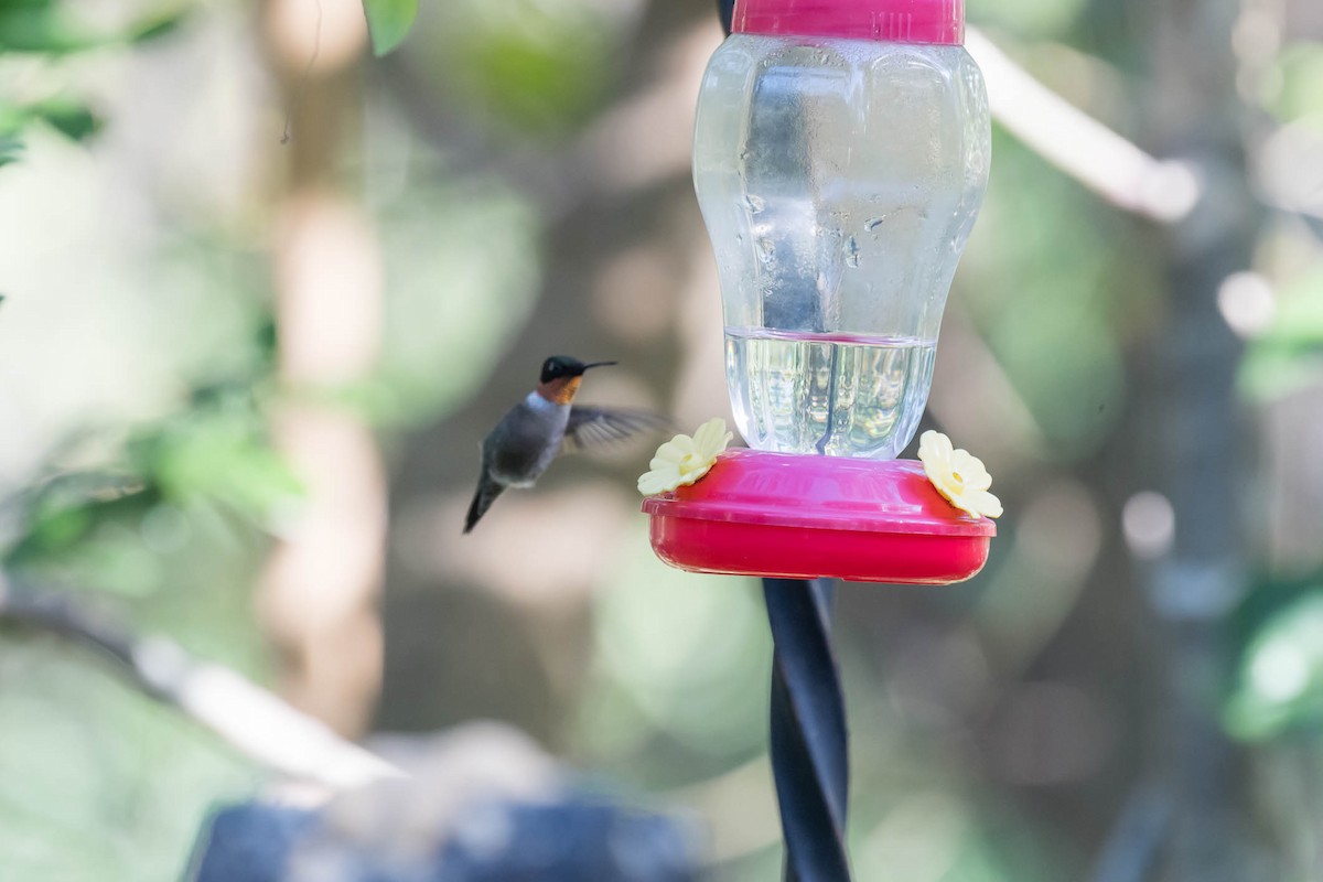Ruby-throated Hummingbird - ML646849579