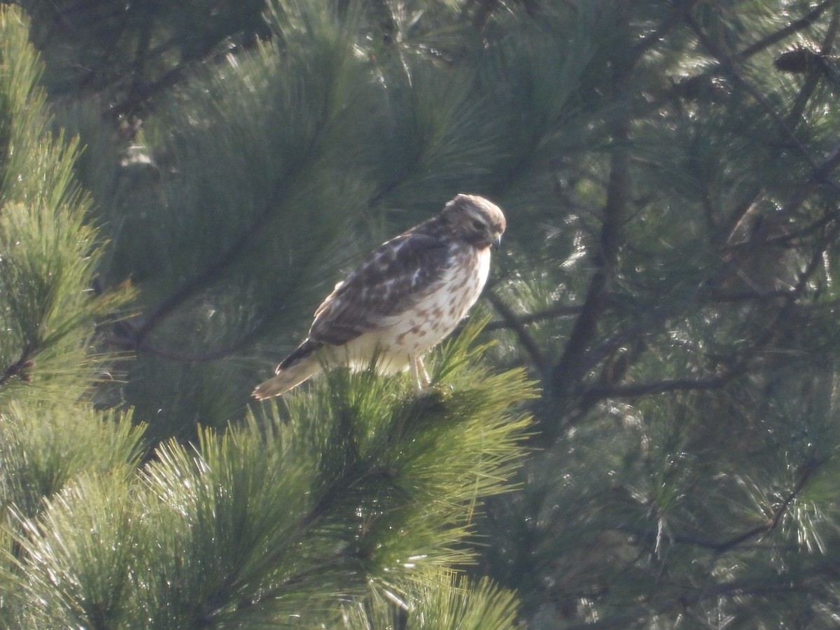 Red-shouldered Hawk - ML646849580