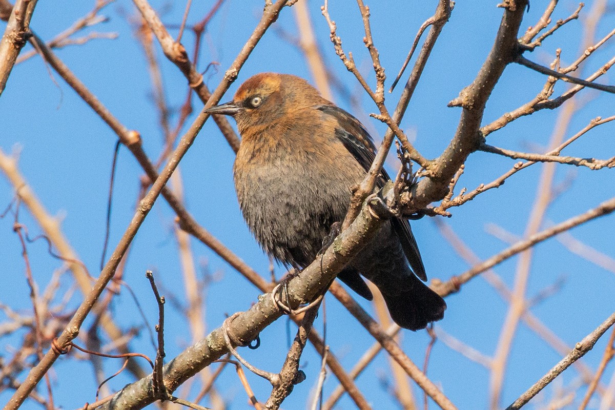 Roststärling - ML646849581