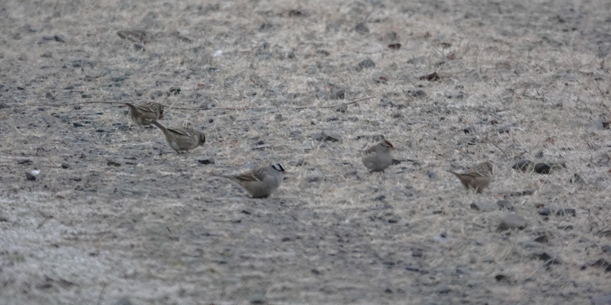 Porsuk Serçesi - ML646849586