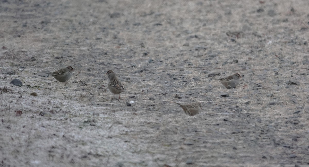 Porsuk Serçesi - ML646849587