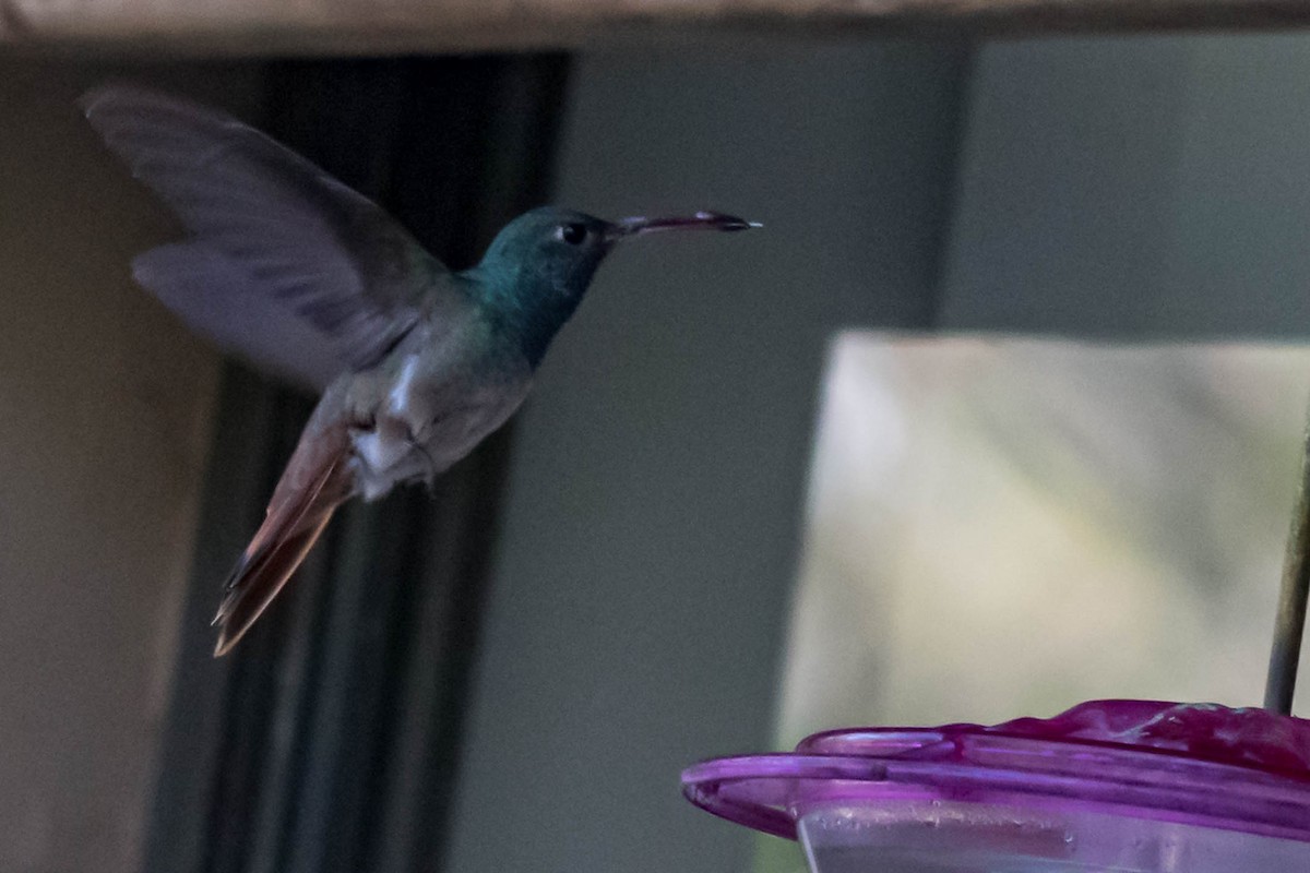 Buff-bellied Hummingbird - ML646849588