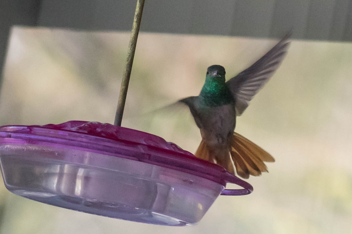 Buff-bellied Hummingbird - ML646849590