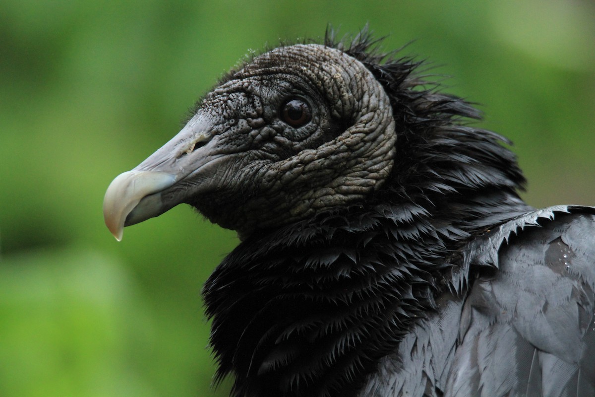 Катарта чорна - ML646849591