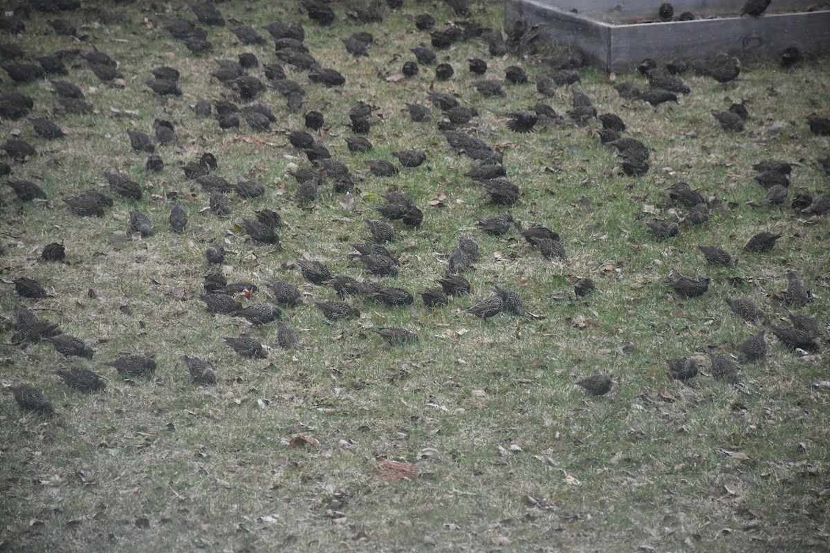 European Starling - ML646849593