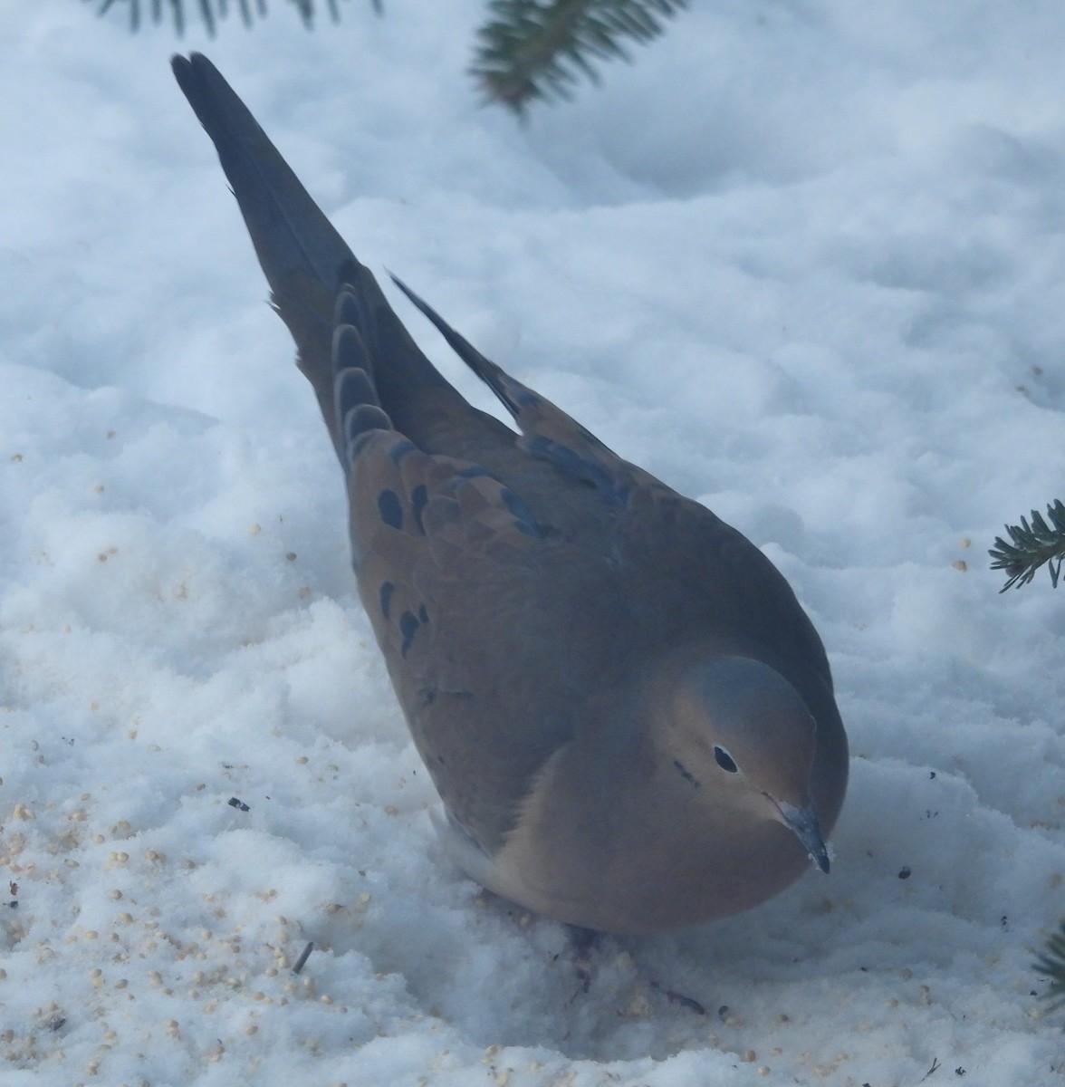 ナゲキバト - ML646849596