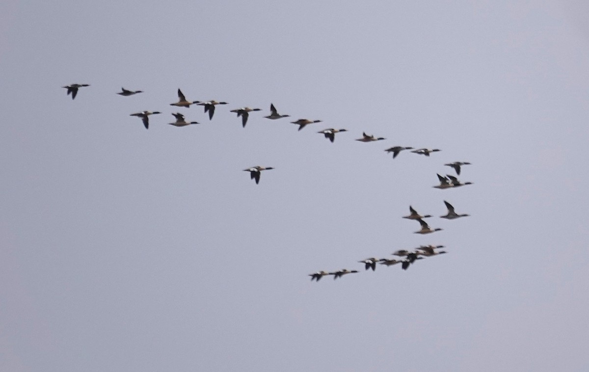 Zerra handia - ML646849597