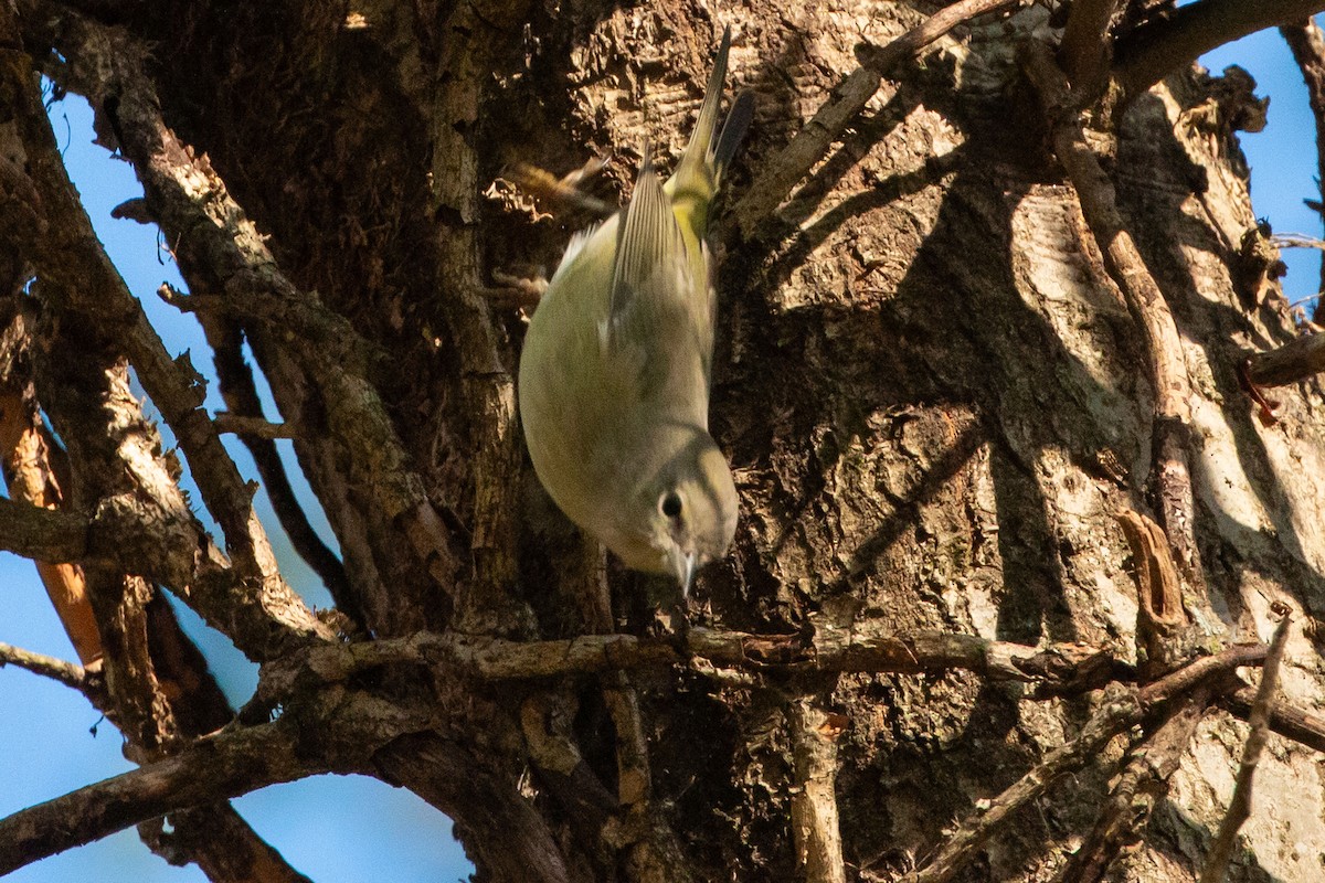 Orangefleck-Waldsänger - ML646849598