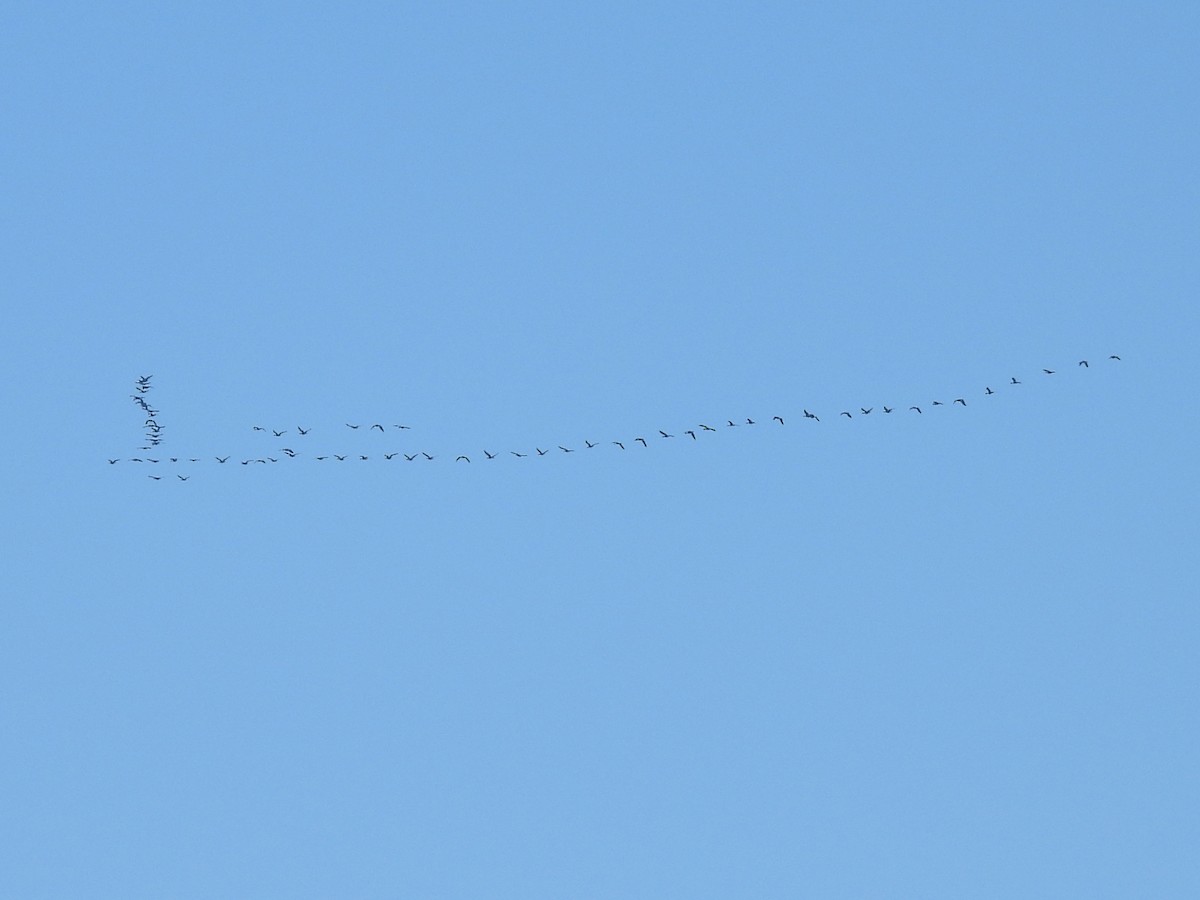 Cackling Goose - ML646849599