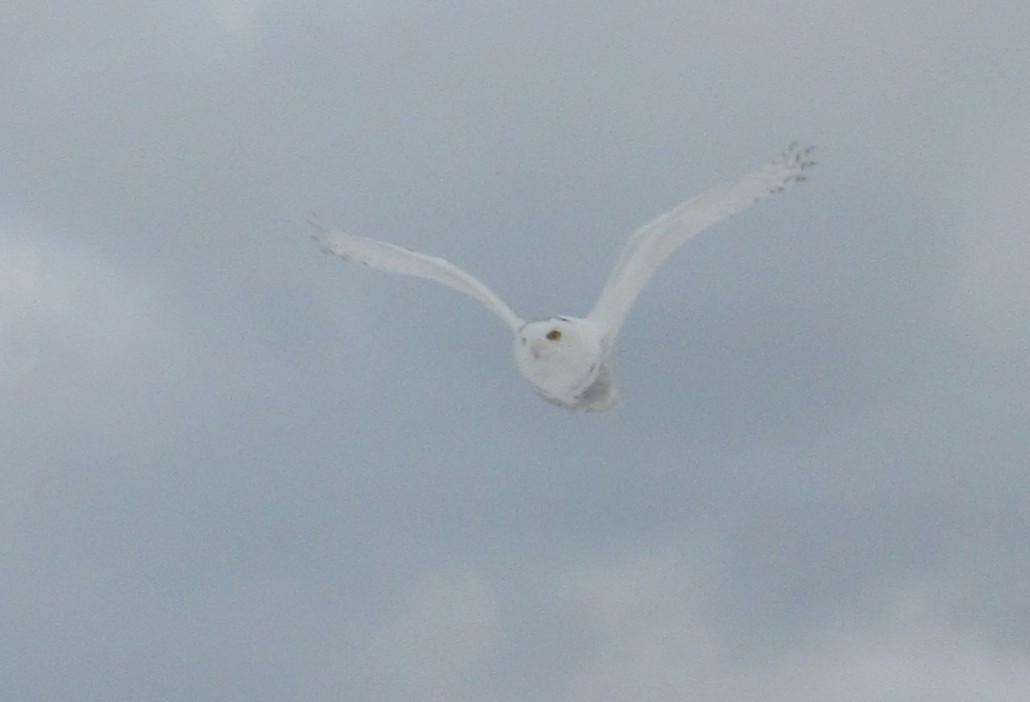 Белая сова - ML646849602