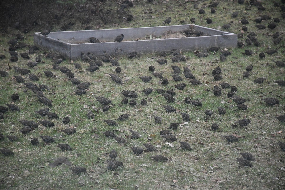 European Starling - ML646849603