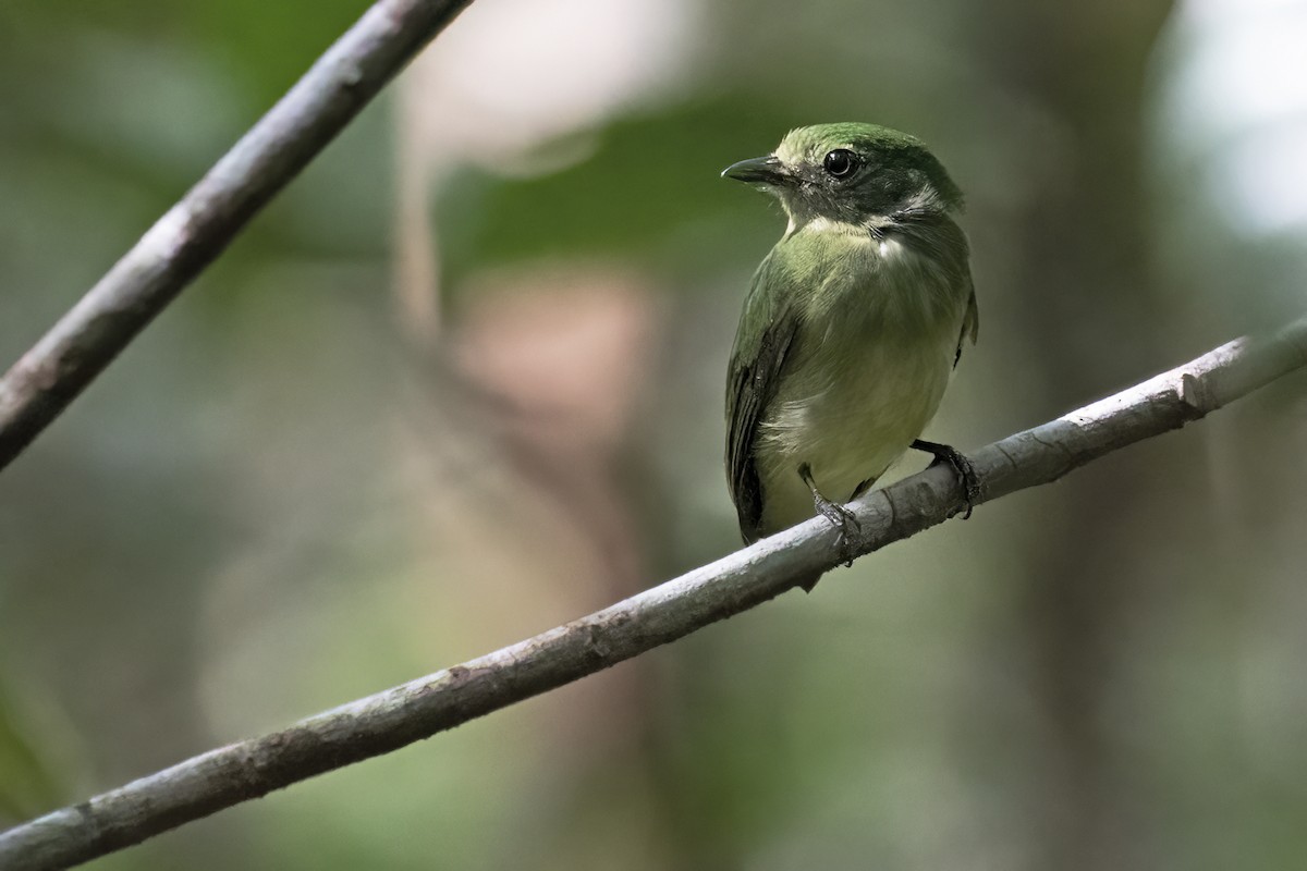 Blue-capped Manakin - ML646849604