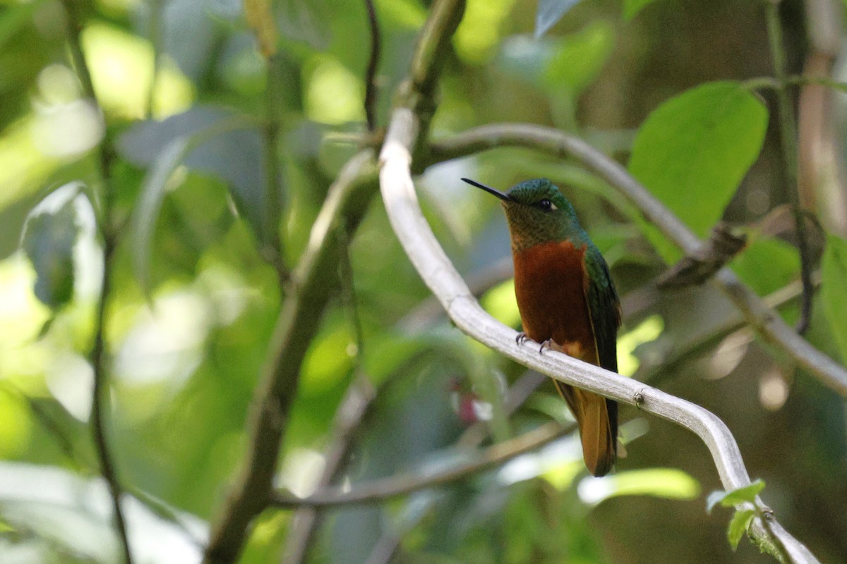 Chestnut-breasted Coronet - ML646849605