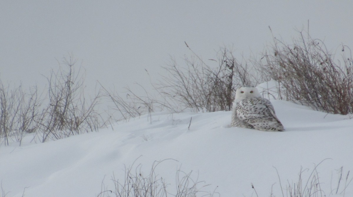 Белая сова - ML646849606