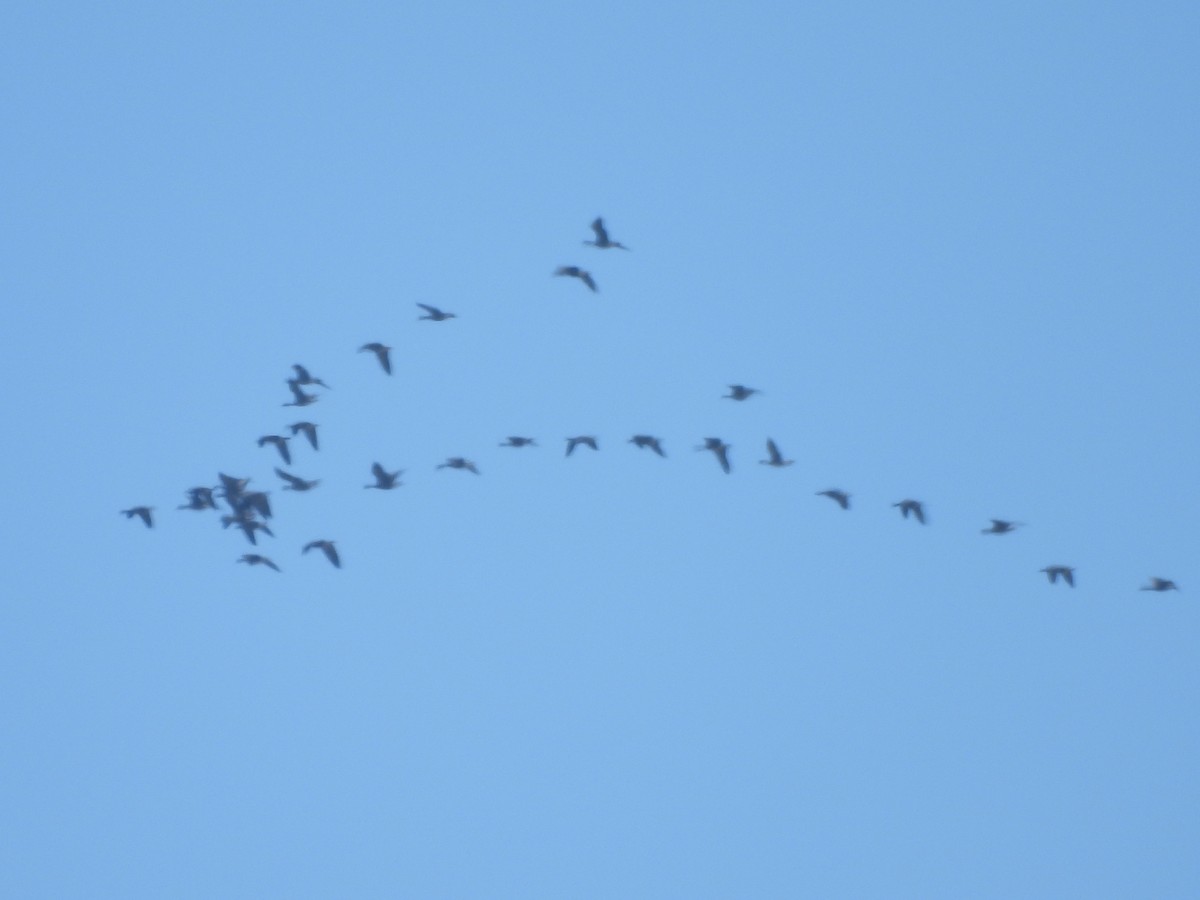 Cackling Goose - ML646849607