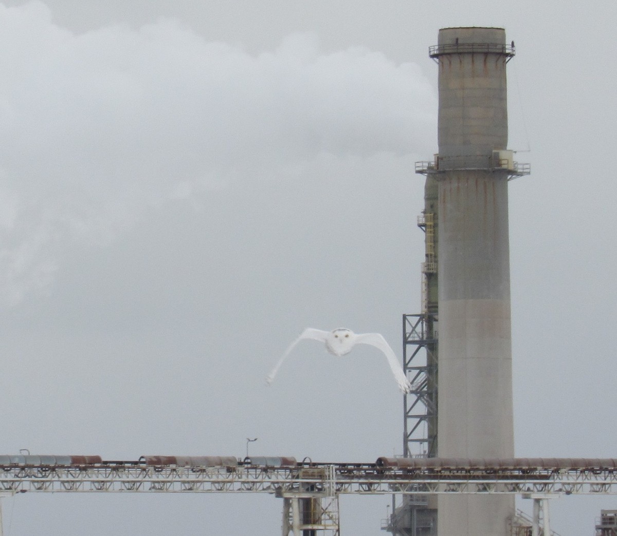 Белая сова - ML646849610