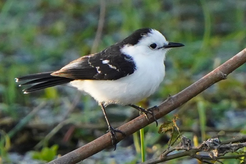 Black-backed Water-Tyrant - ML646849611