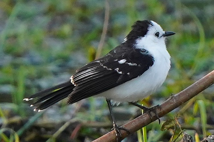 Black-backed Water-Tyrant - ML646849612